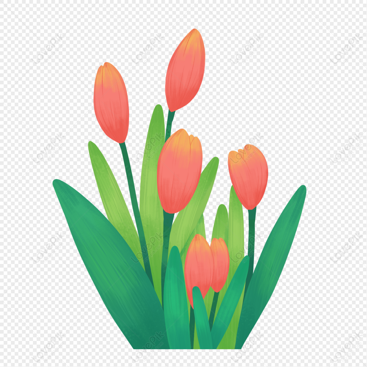 Hình ảnh Phim Hoạt Hình Hoa Tulip Vẽ Tay Minh Họa Thực Vật PNG , Bông Hoa,  Cây, Hoạt Hình PNG miễn phí tải tập tin PSDComment và Vector