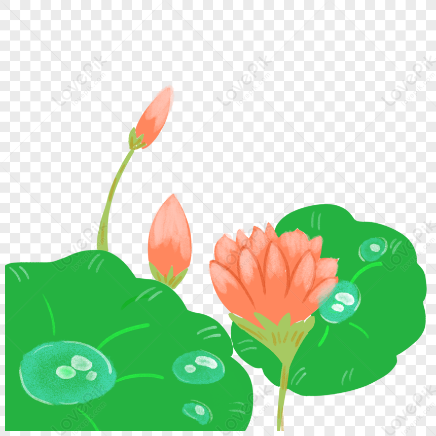 Beautiful Lotus Petals PNG Image And Clipart Image For Free Download ...