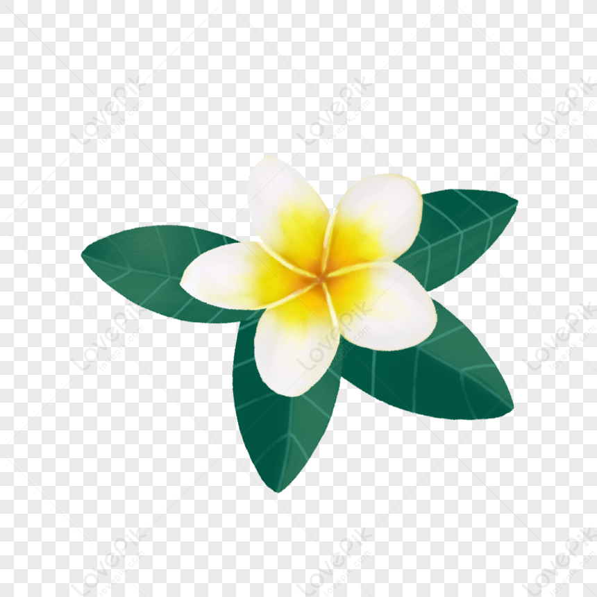 Flower, Flower Yellow, Flower Green, Flower White PNG Image And Clipart ...