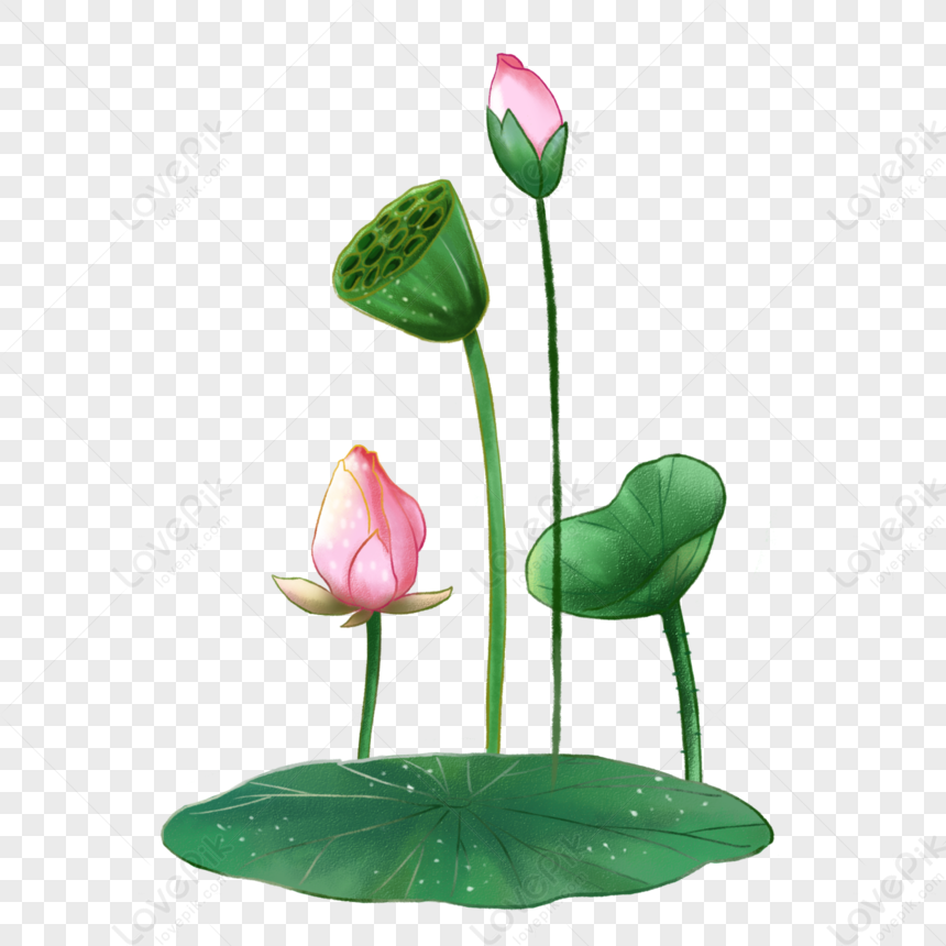 Lotus Leaf Element PNG Hd Transparent Image And Clipart Image For Free ...