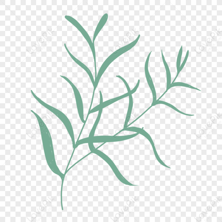 Plant Leaves Leaf Plant Plant Transparent Green Plant PNG Picture And Clipart Image For Free