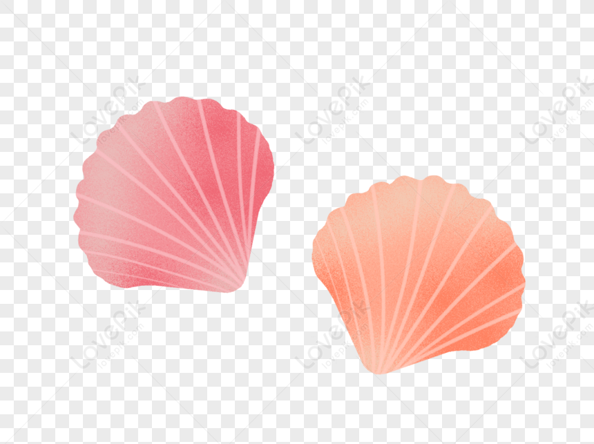 Shell PNG Transparent And Clipart Image For Free Download - Lovepik ...