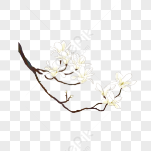 Flores Blancas PNG Imágenes con Fondo Transparente | Descarga Gratuita en  Lovepik.com