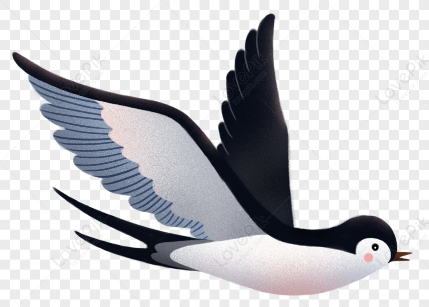 Swallow, Cartoon Swallow, Bird Swallow, Bird Cartoon PNG Picture And ...