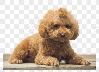 Dog PNG Images With Transparent Background | Free Download On Lovepik