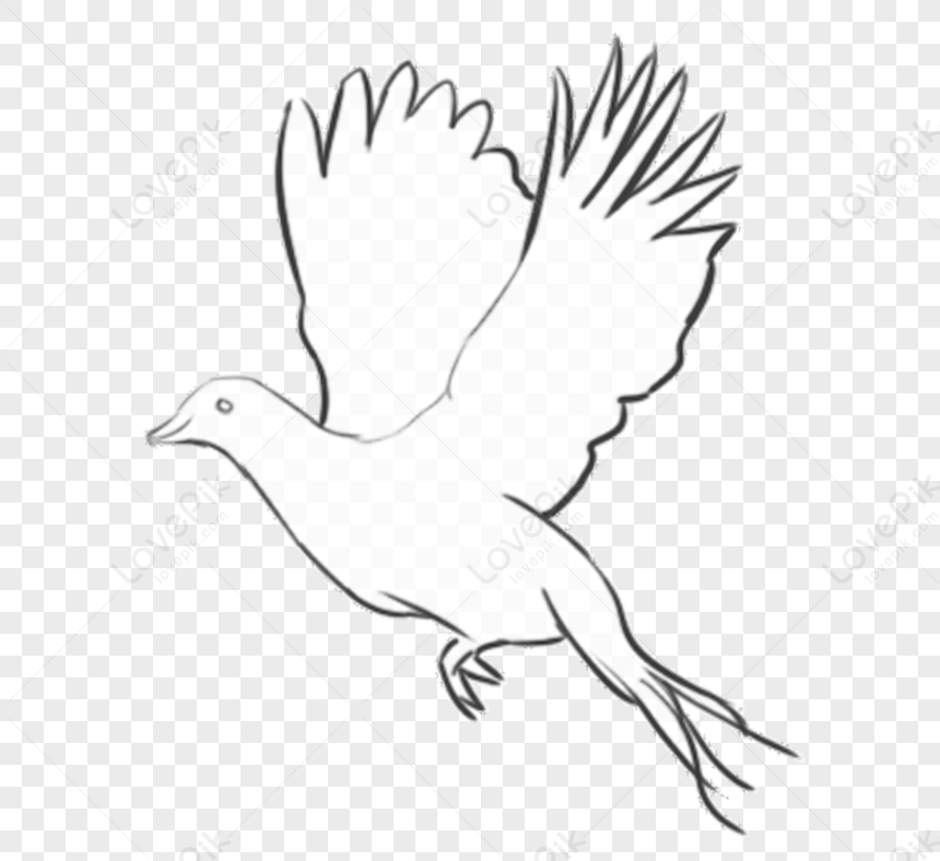 Dove Flying in the Sky Line Drawing. Black and White Bird Vector  Illustration Stock Illustration - Illustration of bird, drawing: 200324361