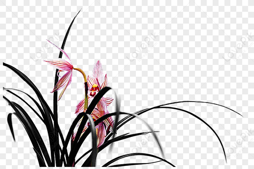 Orquidea PNG Imágenes Gratis - Lovepik