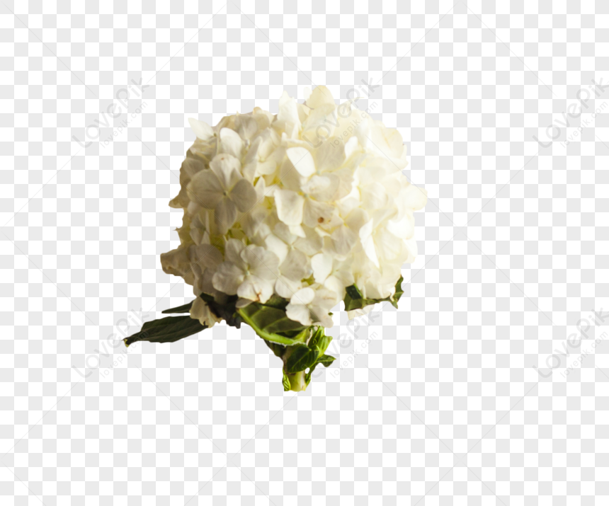 Hình ảnh bó hoa màu trắng là một tác phẩm nghệ thuật đích thực. Chúng tôi muốn chia sẻ với bạn những bức ảnh đẹp và tinh tế về bó hoa màu trắng để có thể đem đến cho bạn tình cảm trân trọng và độc đáo nhất.