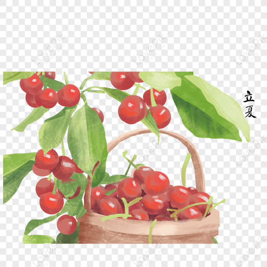 Cartoon Fresh Cherry Fruits PNG Transparent Background And Clipart ...