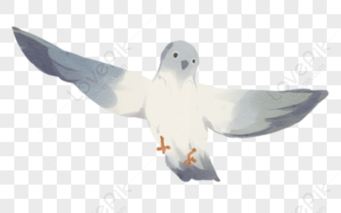 Dove PNG Images With Transparent Background | Free Download On Lovepik