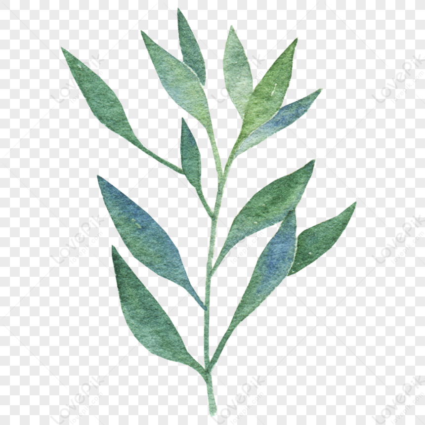 Green And Slender Leaves, Gray Green, Branch Green, Green White PNG ...