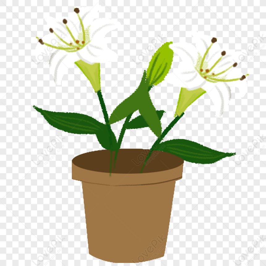 Lily Potted Plant PNG Transparent And Clipart Image For Free Download ...