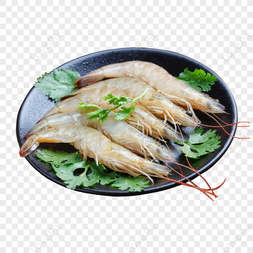 prawn fish clipart free