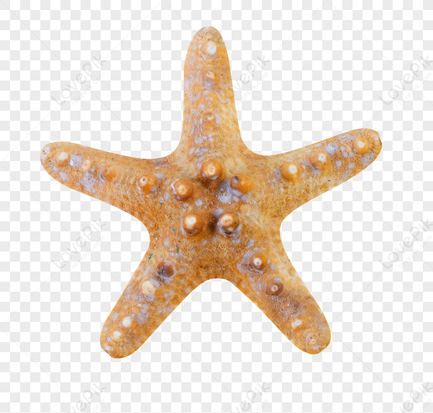 Starfish, Dark Orange, Orange White, Brown Dark PNG Image Free Download ...