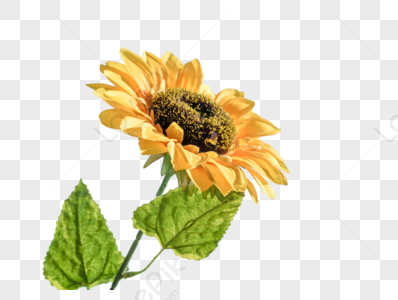 Girasoles PNG Imágenes con Fondo Transparente | Descarga Gratuita en  