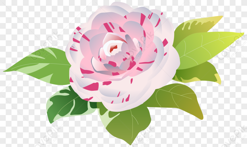 Camelia Primavera Elemento Botánico Floral PNG Imágenes Gratis - Lovepik