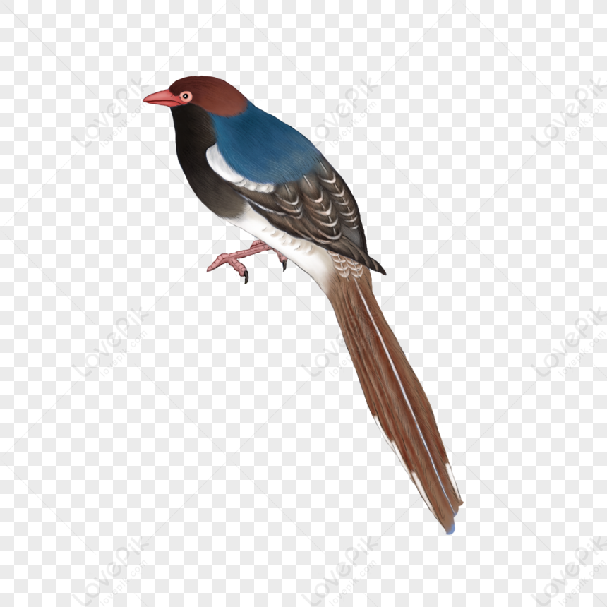 Bird PNG Transparent And Clipart Image For Free Download - Lovepik ...