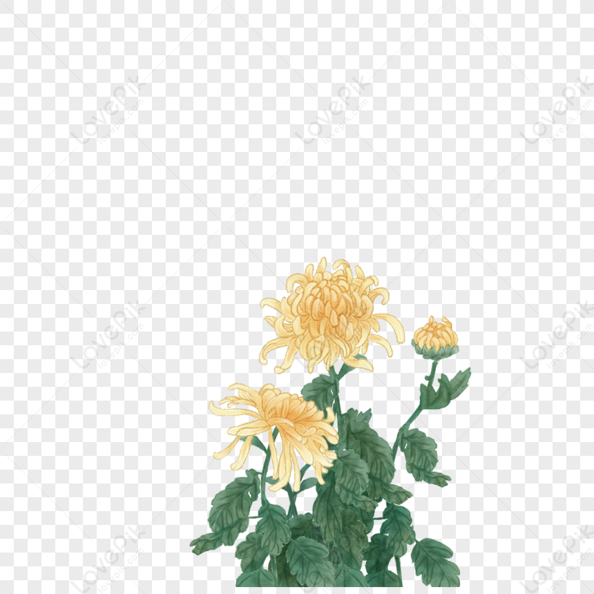 Chrysanthemum PNG Image And Clipart Image For Free Download - Lovepik ...