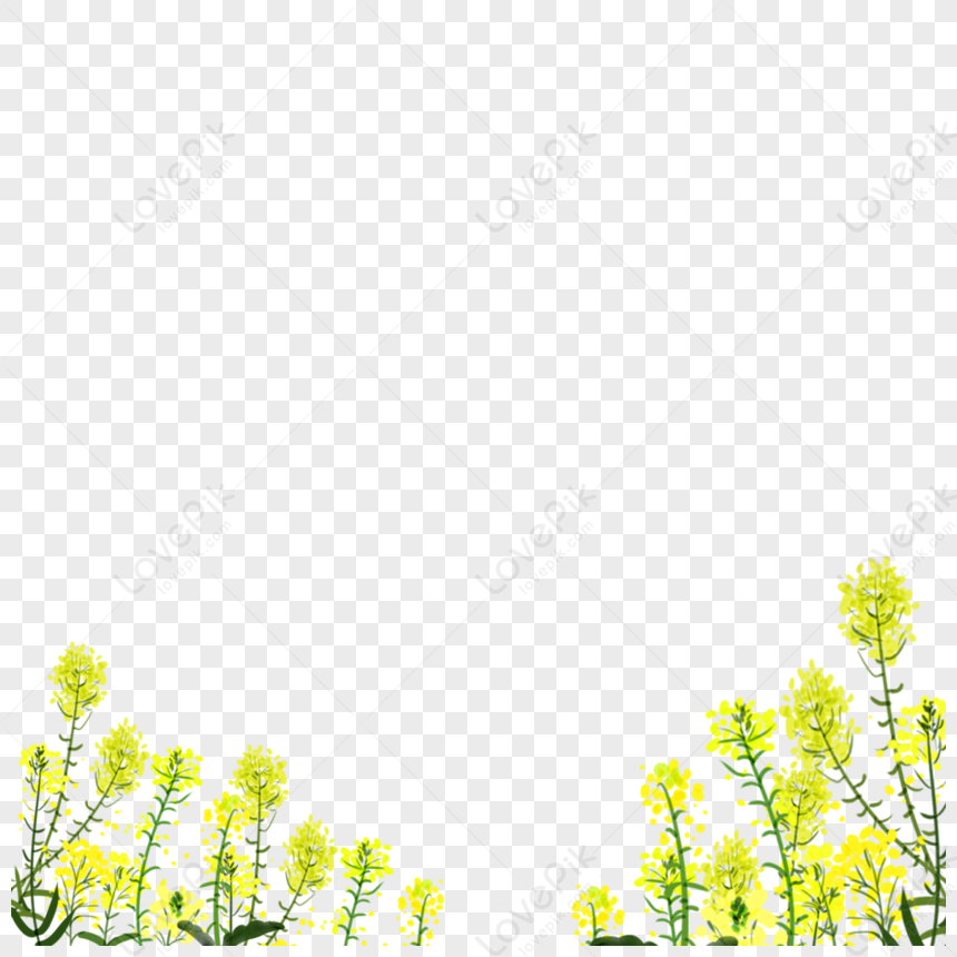 Cole Flowers PNG Hd Transparent Image And Clipart Image For Free