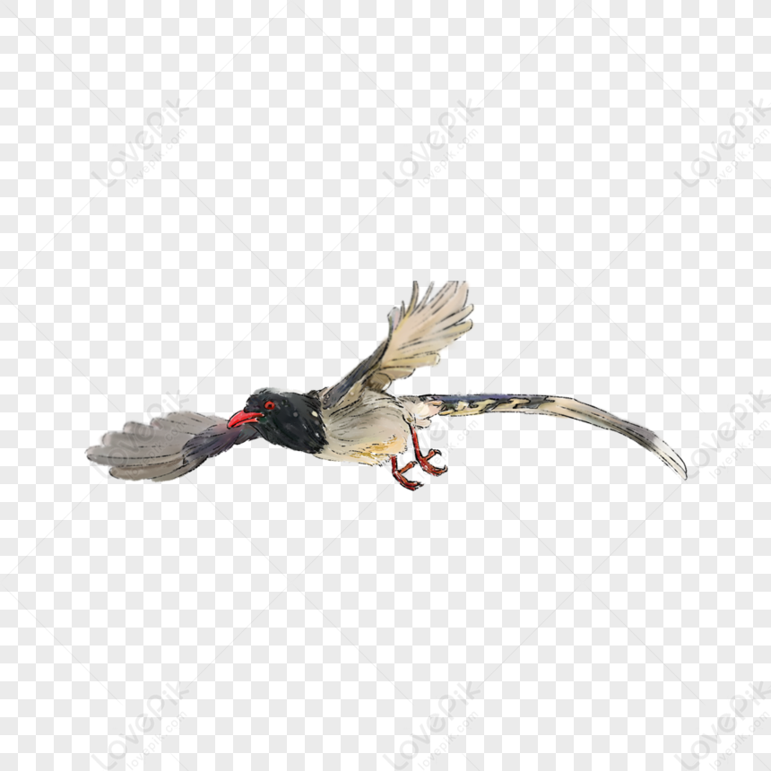 Flying Birds PNG White Transparent And Clipart Image For Free Download ...