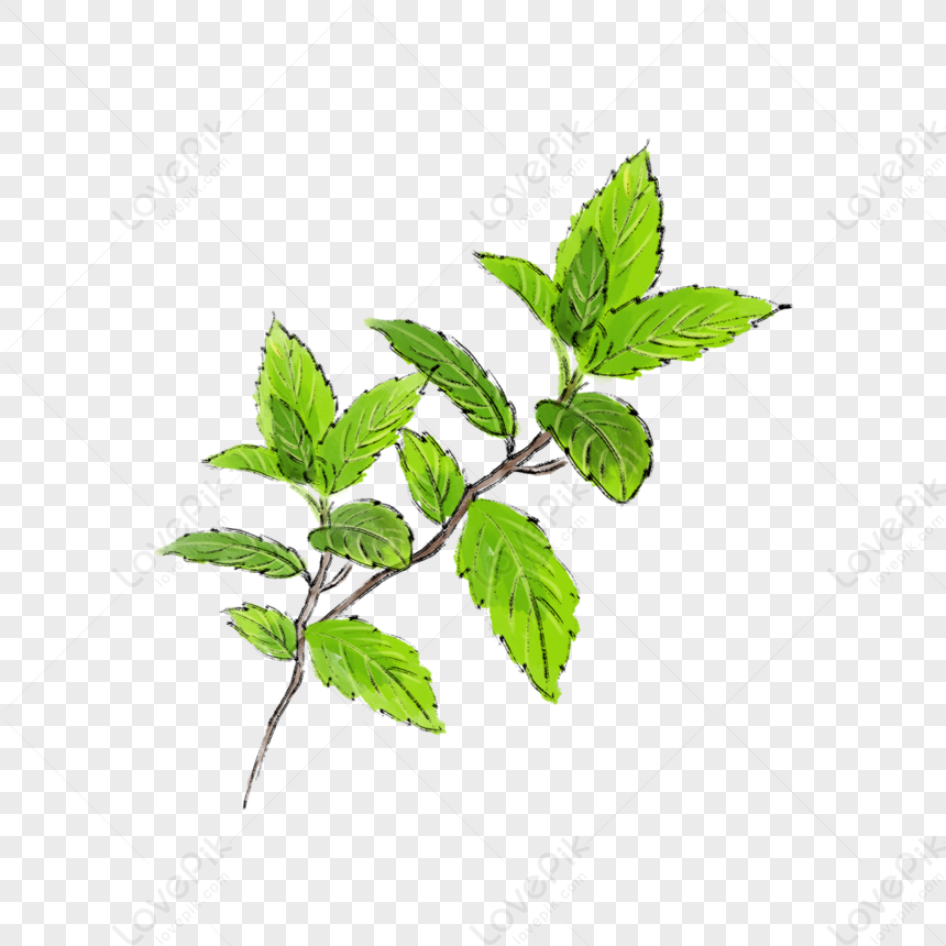 Mint Leaf PNG - Download Free & Premium Transparent Mint Leaf PNG