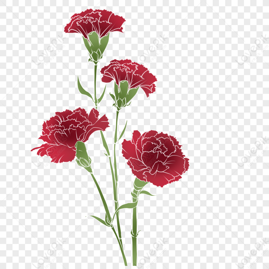 Hoa cẩm chướng đỏ: Nét đẹp dịu dàng và gợi cảm của hoa cẩm chướng đỏ được thể hiện một cách tuyệt đối trên từng bức ảnh. Bạn sẽ được chiêm ngưỡng những bông hoa cùng màu sắc tươi sáng, tạo nên sự thư thái, dịu mát trong không gian của mình.