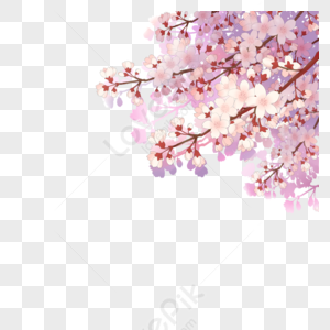 Sakura Png Images With Transparent Background Free Download On Lovepik