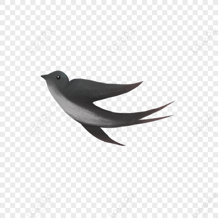 Swallow PNG Hd Transparent Image And Clipart Image For Free Download ...