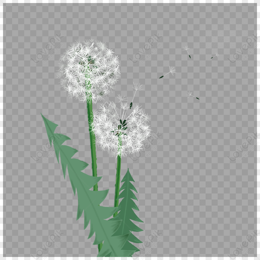 Aesthetic Dandelion PNG White Transparent And Clipart Image For Free ...