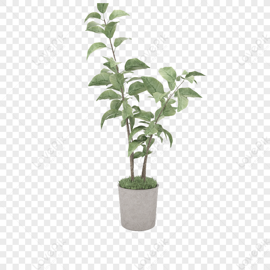 Plant material. Palnts PNG.