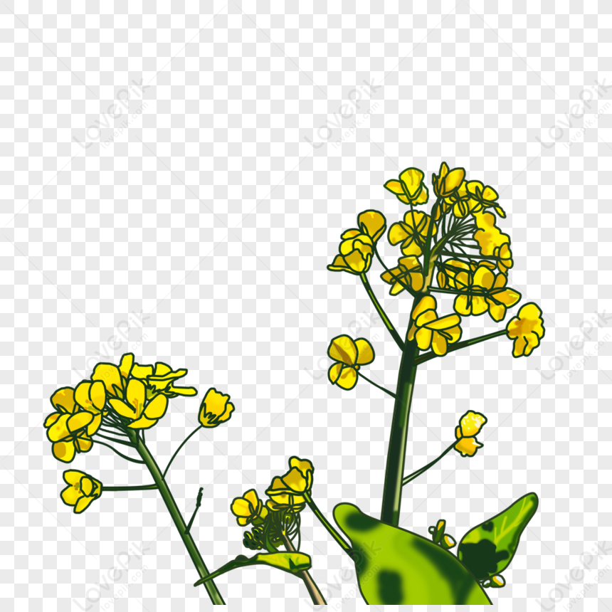 Cole Flowers PNG Picture And Clipart Image For Free Download - Lovepik