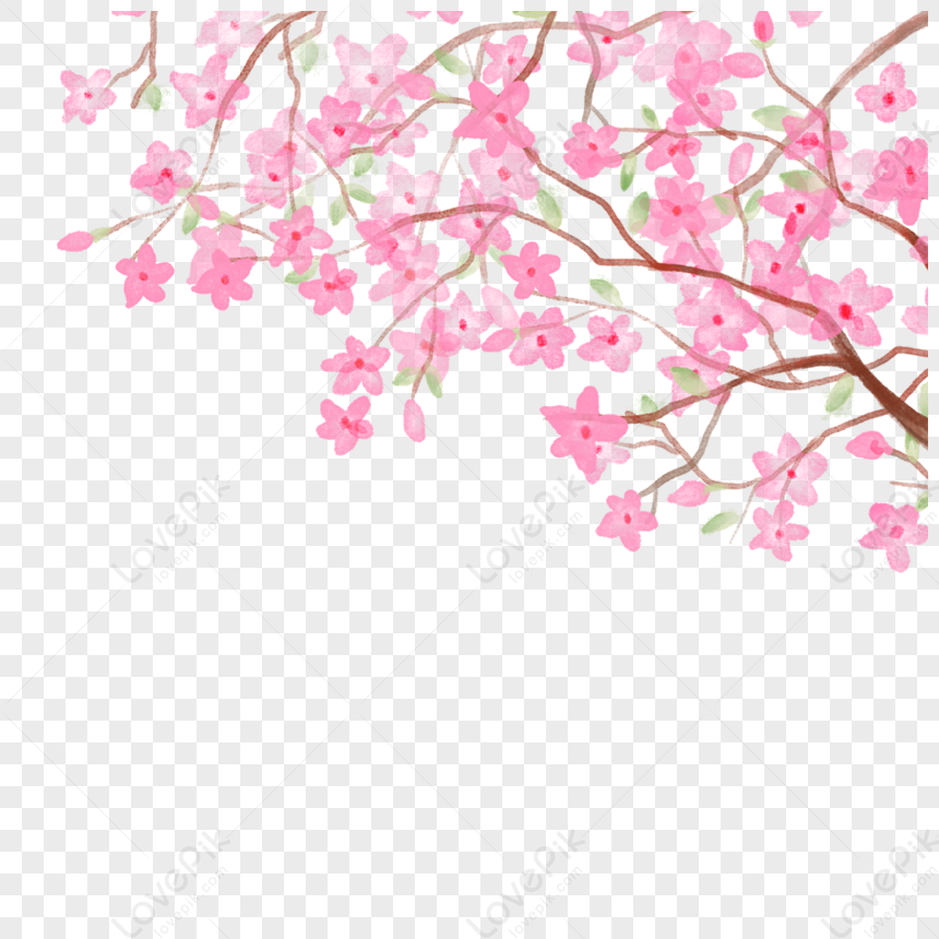 Ink Cherry Blossom Branches Free PNG And Clipart Image For Free ...