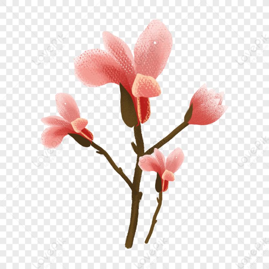 Flor De Magnolia Roja PNG Imágenes Gratis - Lovepik