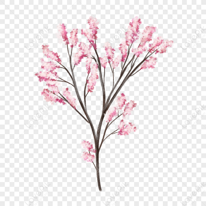 Hand drawn cherry flowers isolated on white. Vector illustration in colored  sketch style Stock Vector Image & Art - Alamy