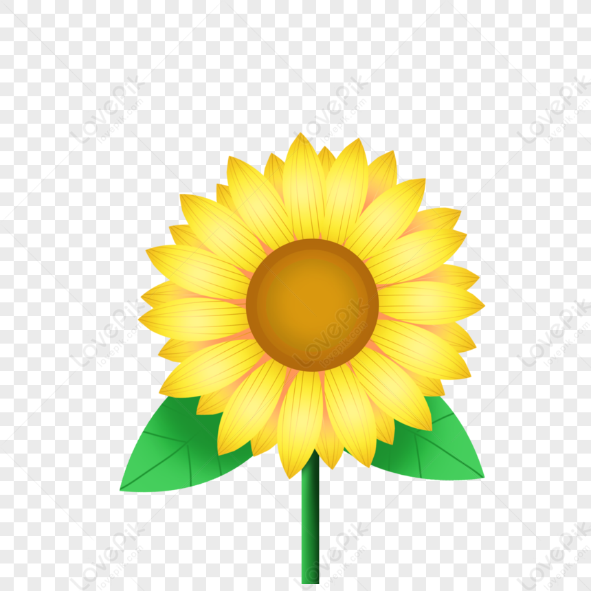 Aesthetic Sunflower PNG Picture And Clipart Image For Free Download ...