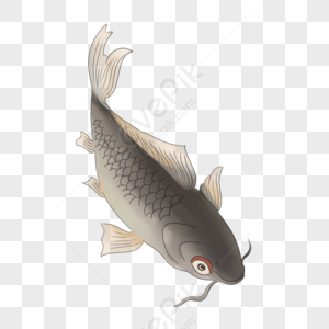 Fish PNG Images With Transparent Background | Free Download On Lovepik