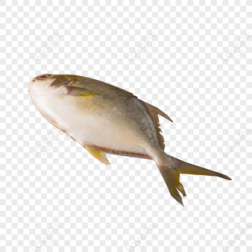 vaval fish image clipart