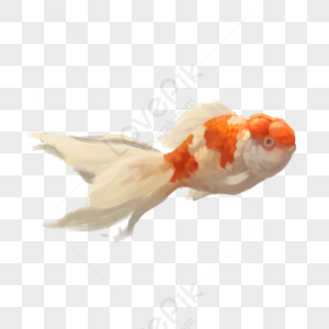 goldfish bowl png