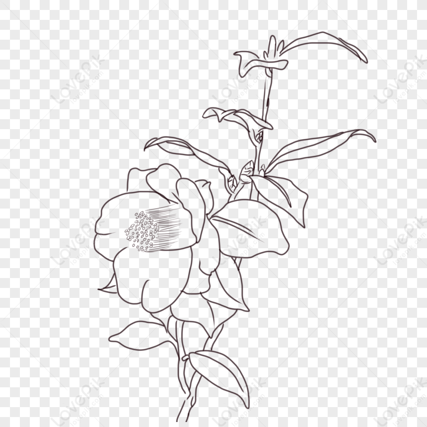 Dibujo Lineal De Flores PNG Imágenes Gratis - Lovepik