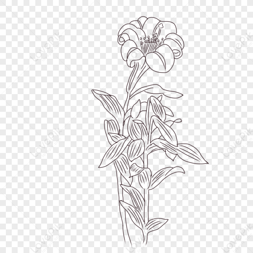 Line Drawing Flowers PNG White Transparent And Clipart Image For Free  Download - Lovepik | 401098412