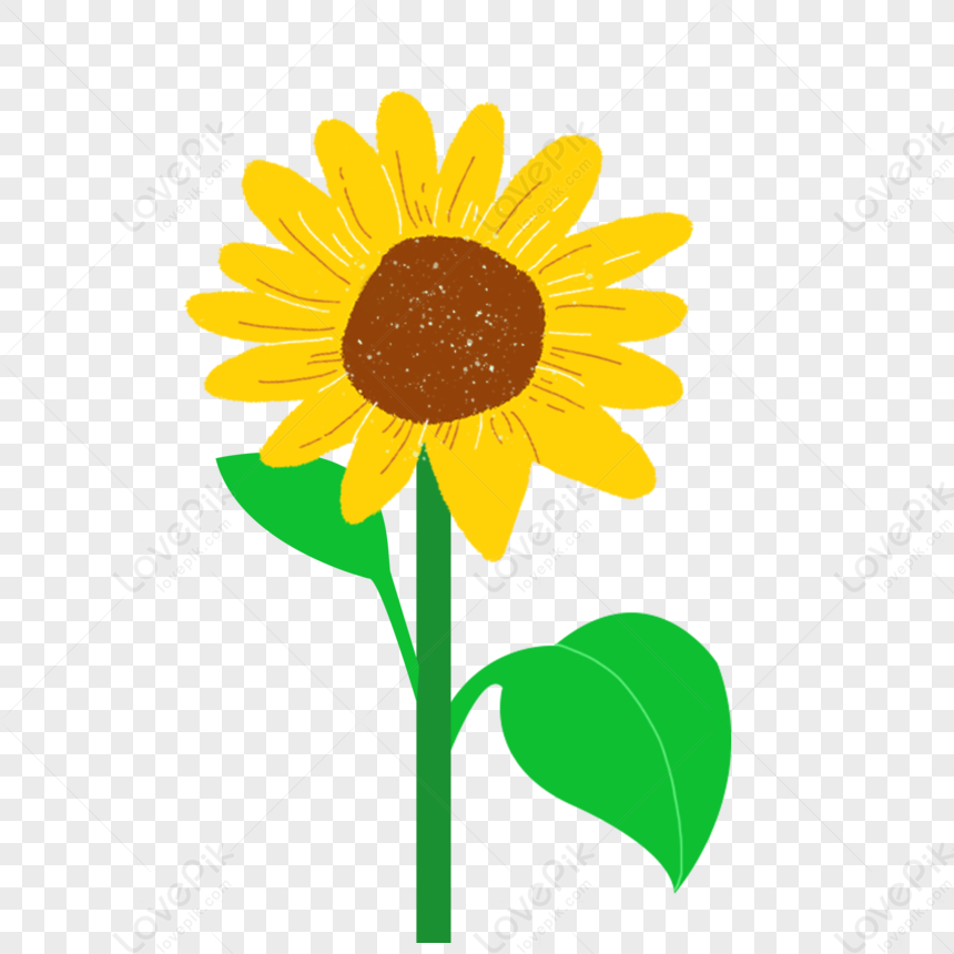 Gambar Bunga Matahari Dalam Pasu Coklat, Bunga Matahari, Bunga Dalam Pasu,  Ilustrasi Bunga Matahari PNG dan PSD untuk Muat turun Percuma