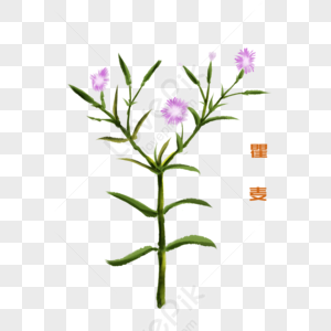 Snapdragon PNG Images With Transparent Background | Free Download On ...