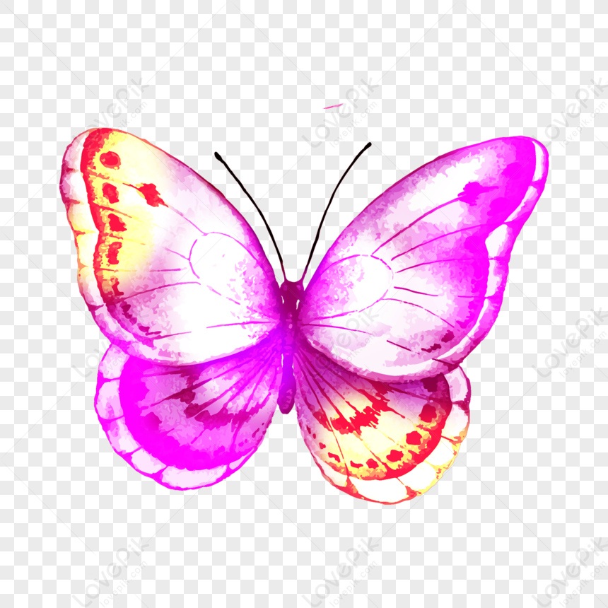 Butterfly PNG Transparent Background And Clipart Image For Free Download -  Lovepik | 401164870