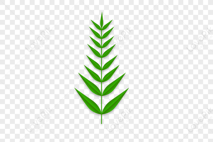 evergreen leaves clipart