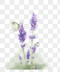 Lavender PNG Images With Transparent Background | Free Download On Lovepik