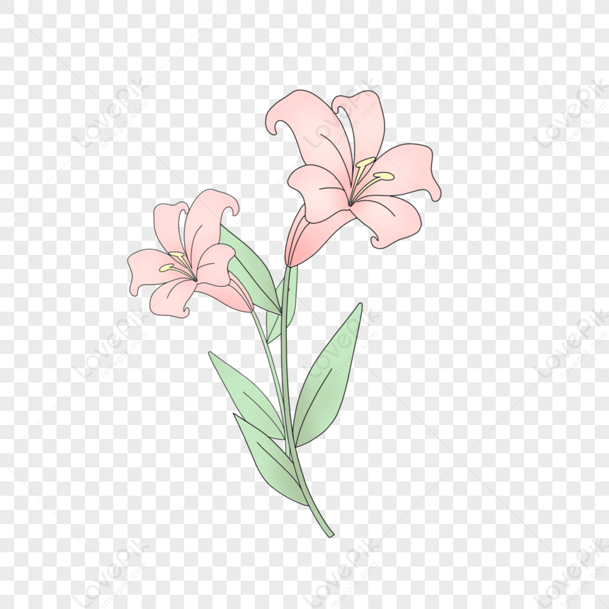 Lily, Flower Flowers, Flower Lines, Flower Vector PNG Transparent ...