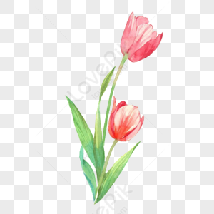 Tulips PNG Images With Transparent Background | Free Download On Lovepik