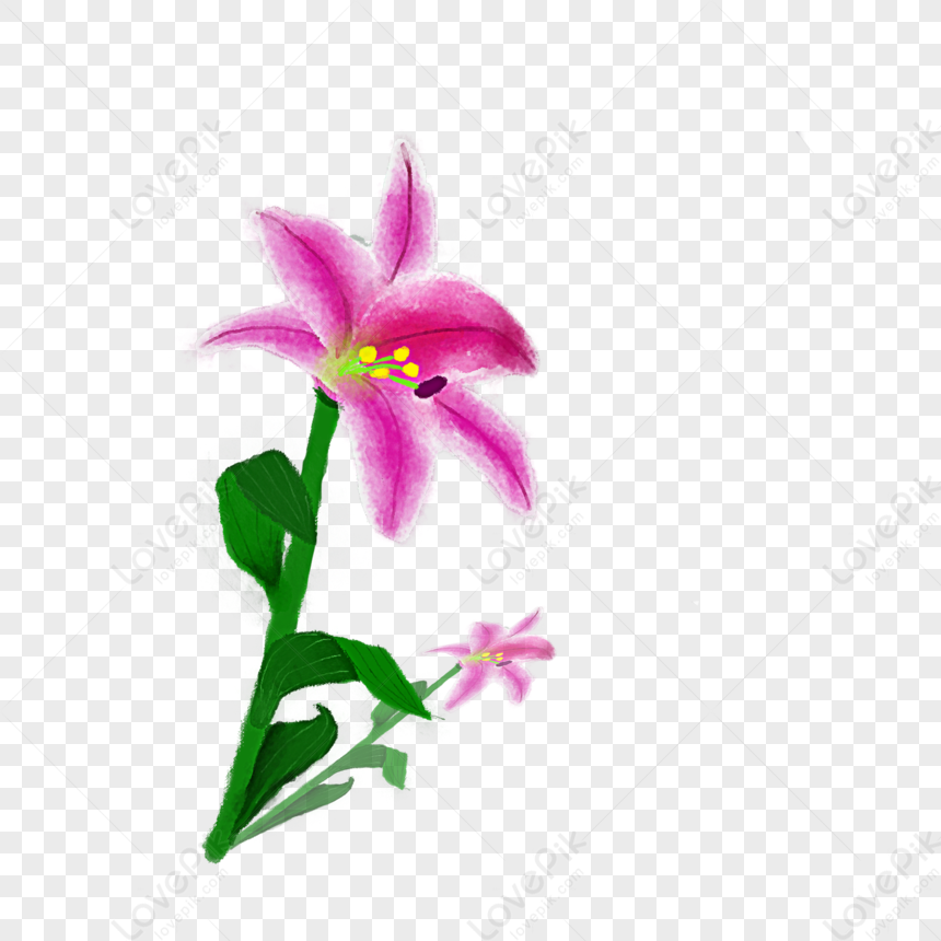 Photo de Fleur De Lys Aquarelle Violet, lily, violet, siècles Graphique  images free download - Lovepik | 401143770