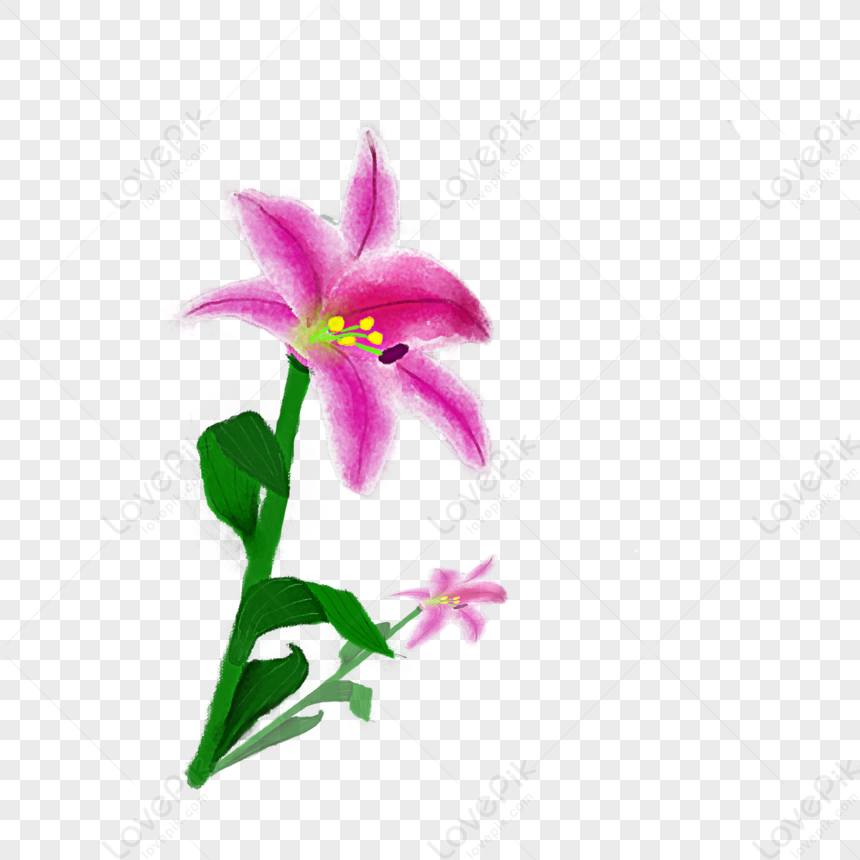 Flor De Lirio Púrpura Acuarela PNG Imágenes Gratis - Lovepik