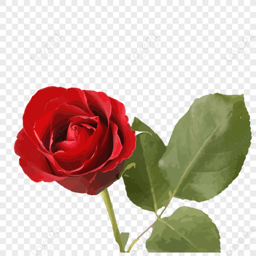 Red Rose Png Image Free Download And Clipart Image For Free Download Lovepik